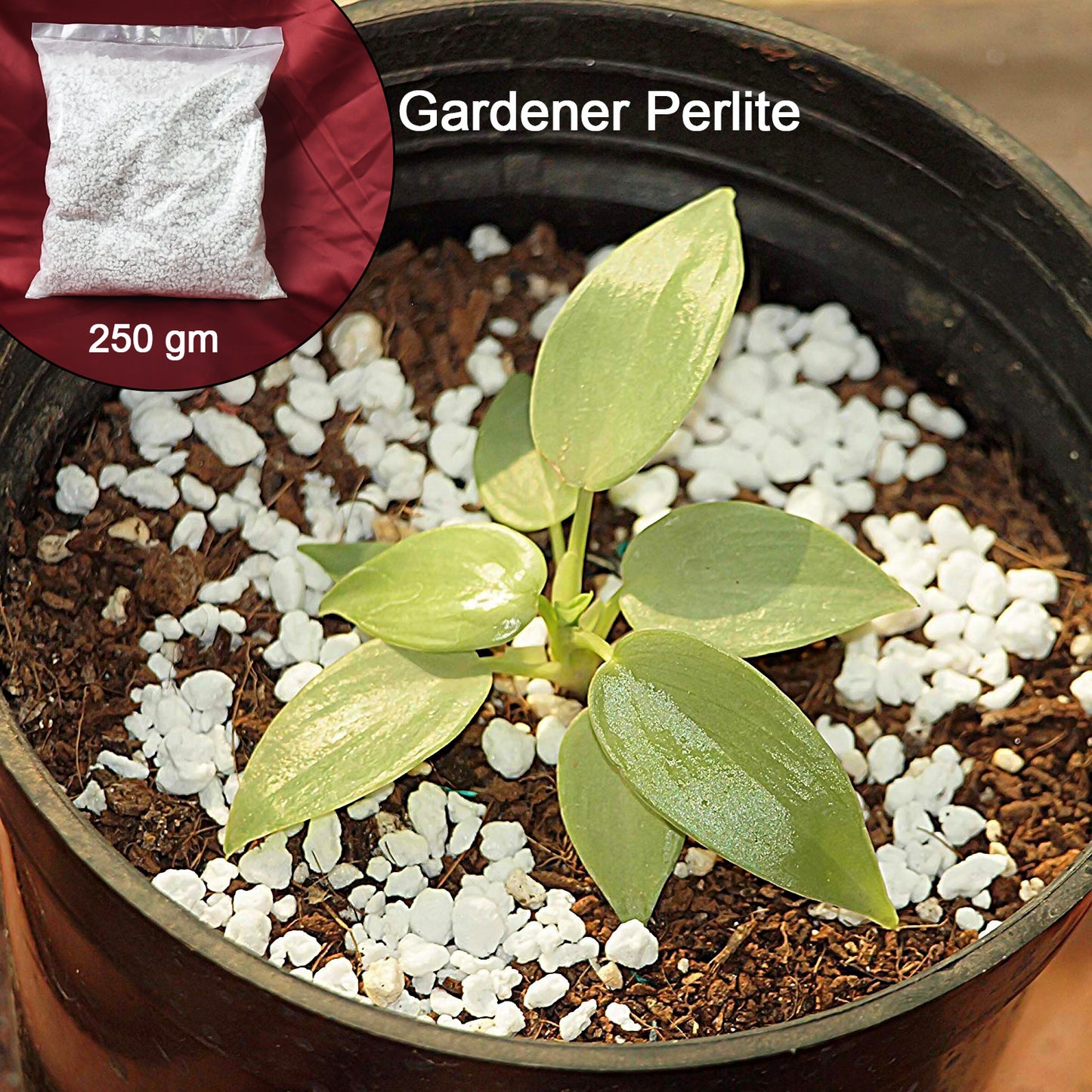 Paradise Perlite for Hydroponics & Horticulture – 250g Soil Conditioner for Indoor & Outdoor Gardening | Improves Drainage, Aeration & Root Health | Ideal for Pots, Planters & Terrace Gardens
