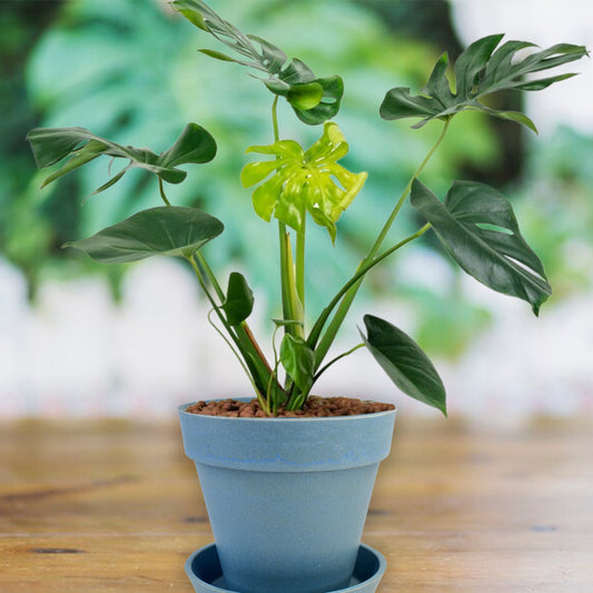 Heavy Plastic Flower Pot with Tray for Indoor & Outdoor Gardening | Decorative Planter for Home, Office, Balcony & Succulents (1 Pc, Plain Design)